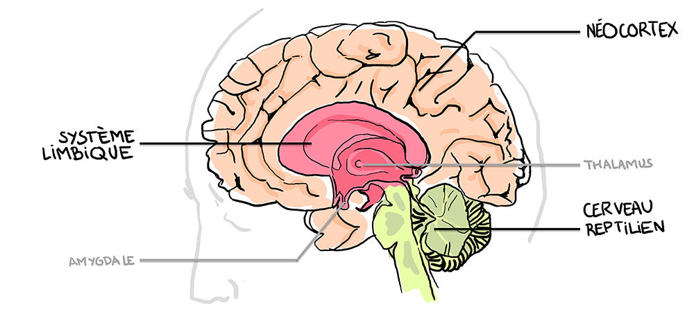 TroisCerveau_MD